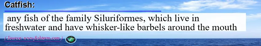 Image: Definition of catfish