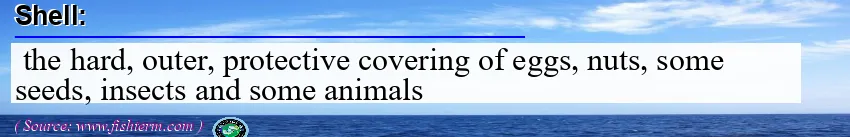 Image: Definition of shell