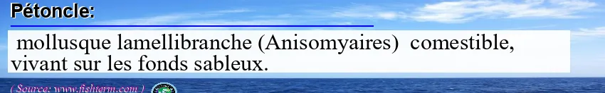 Image: Definition of pétoncle