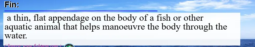 Image: Definition of fin