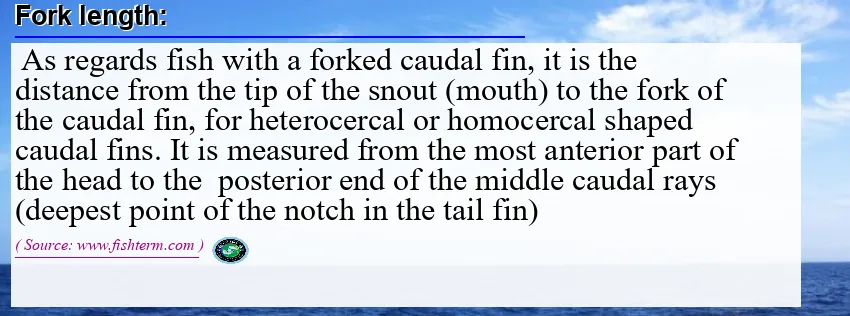 Image: Definition of fork length