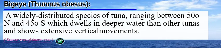 Image: Definition of bigeye (thunnus obesus)