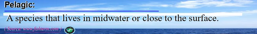 Pelagic
