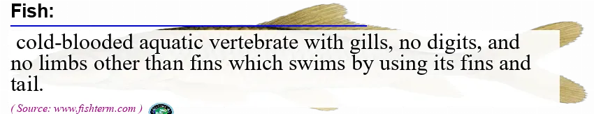 Fish: pronunciation, etymology, definition