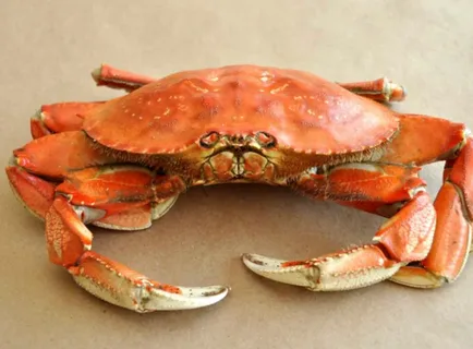 crab crab