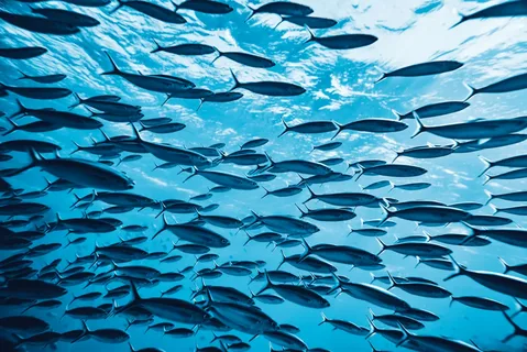 fish stock fish stock