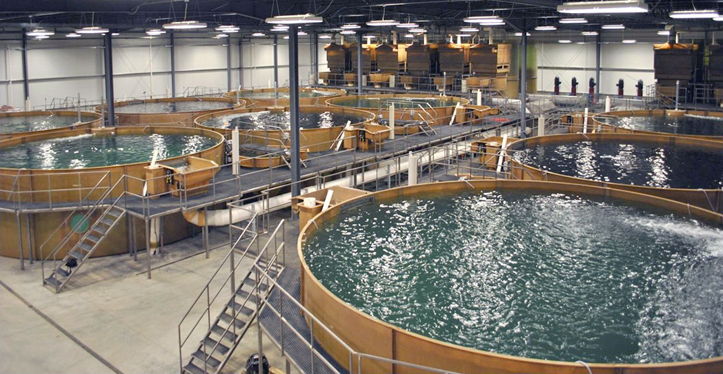 Commercial aquaculture