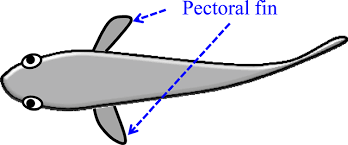 Maximum Sustainable Yield 